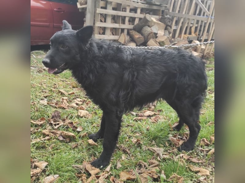 Teddy ein schwarzer Kroate