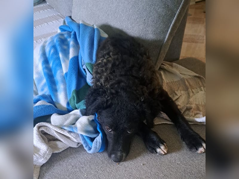 Toni ein sehr intelligenter Bub