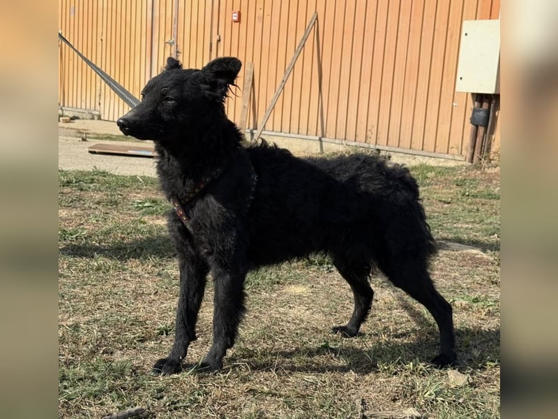 Dora eine schwarze Perle Dora eine schwarze Perle