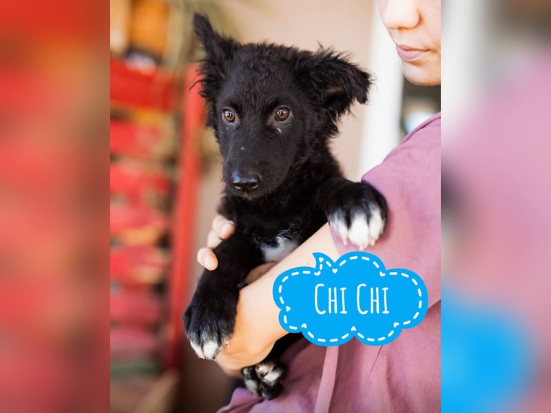 Chi Chi ein unsicherer Schatz