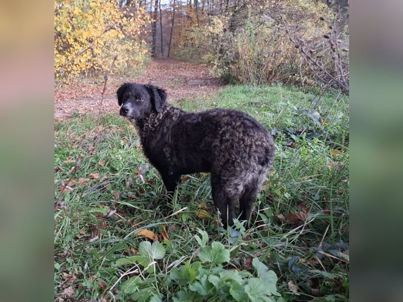 Toni ein sehr intelligenter Bub