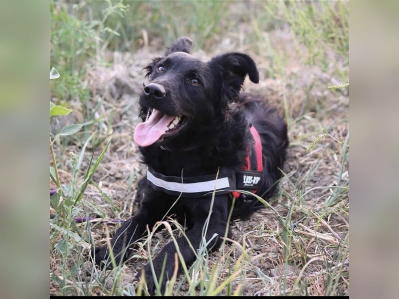 Oddie ein Mega schlauer Kerl