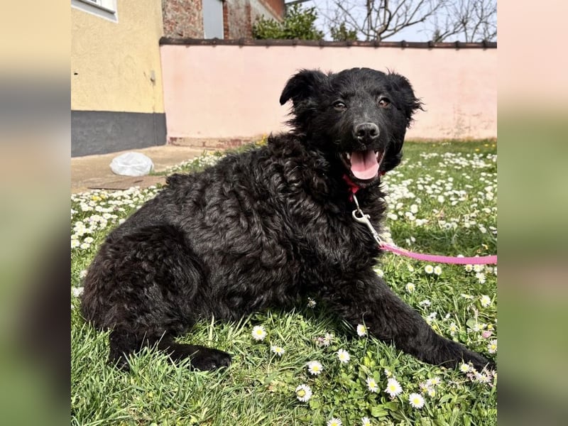 Anora ein freundliches Welpenmädchen