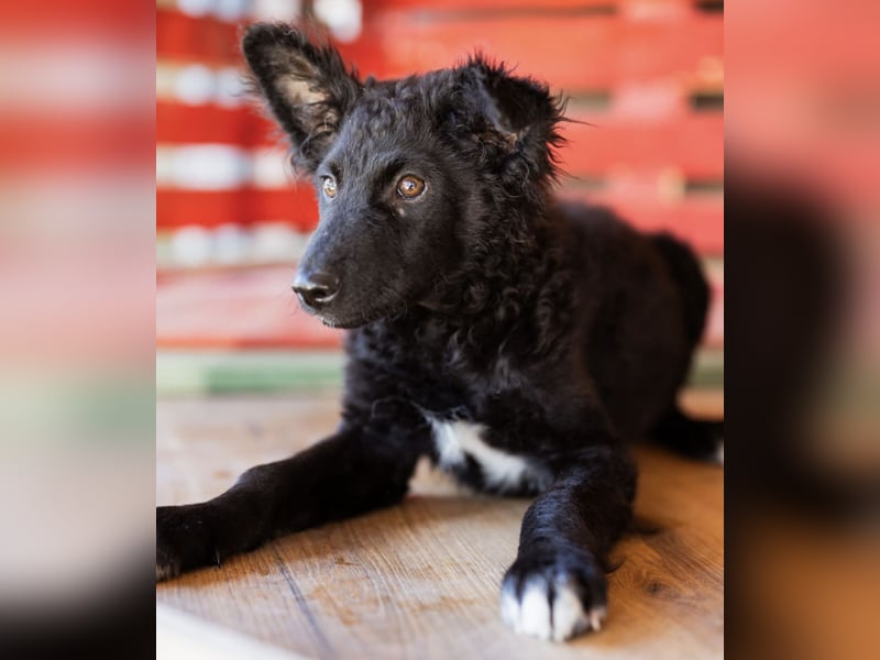 Chi Chi ein unsicherer Schatz