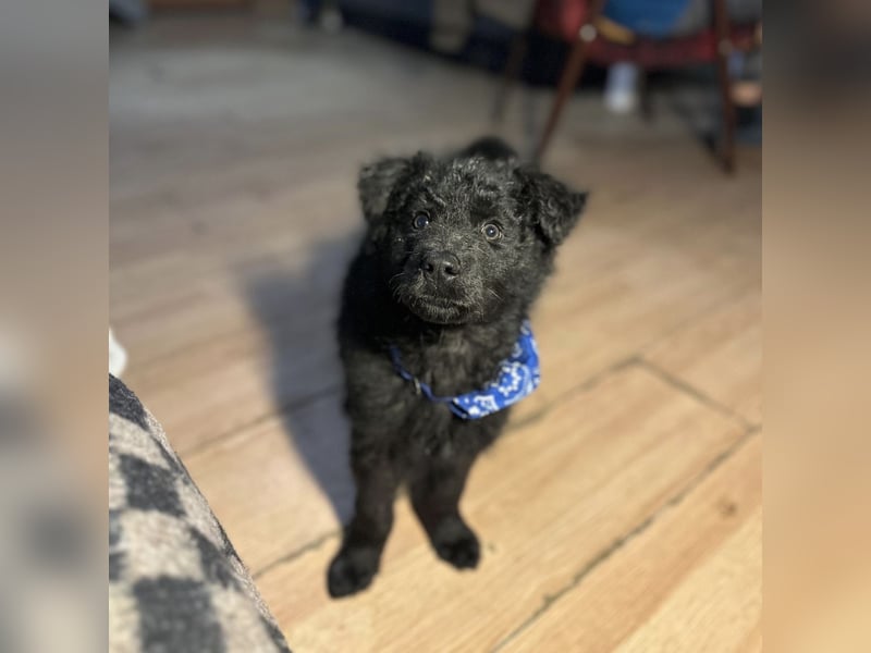 Bore ein kleiner verspielter Welpe