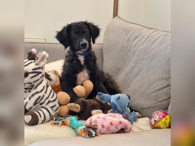 Toni ein sehr intelligenter Bub