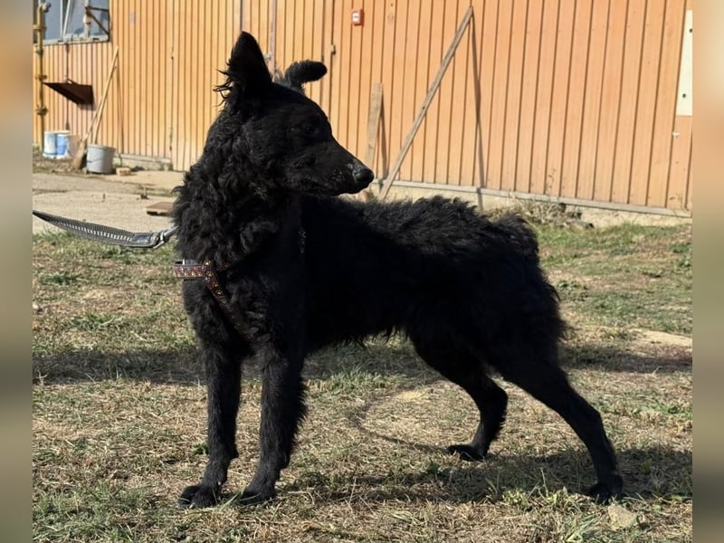 Dora eine schwarze Perle Dora eine schwarze Perle