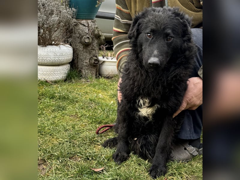 Forest ein sanfter Rüde