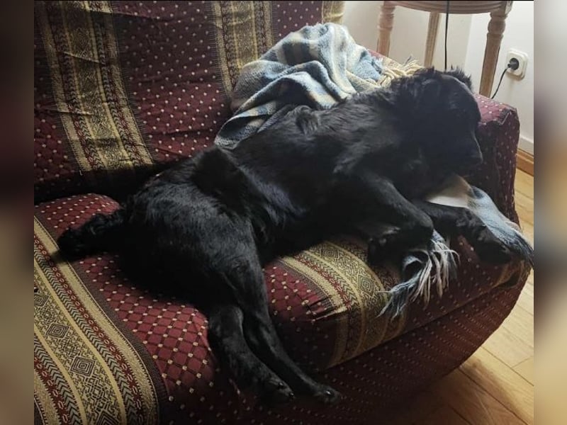 Nero ein Traumhund mit Traumwesen Nero ein Traumhund mit Traumwesen