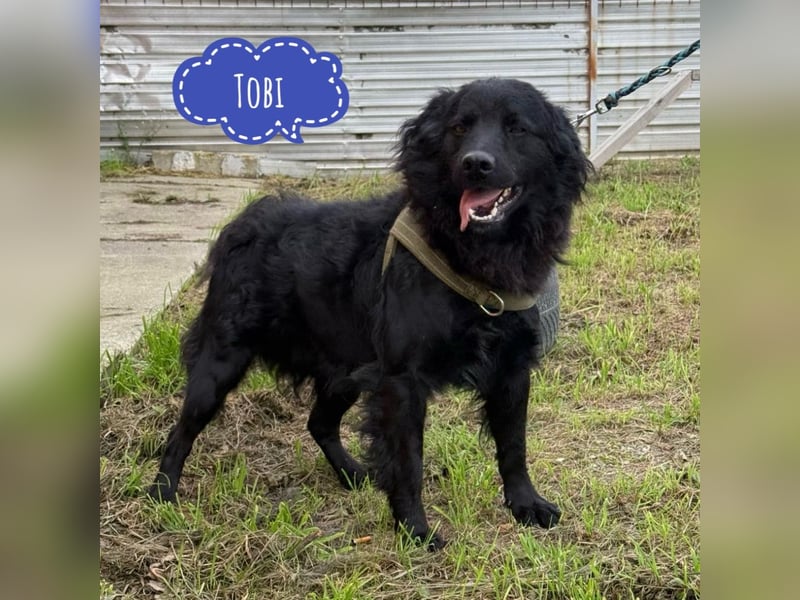 Tobi ein wundervoller Rüde