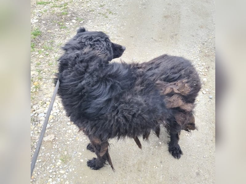 Miko braucht Sicherheit, Liebe und Geborgenheit