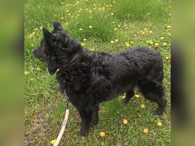 Teddy wartet auf seine Menschen