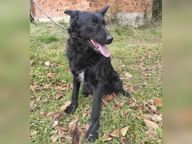 Teddy ein schwarzer Kroate