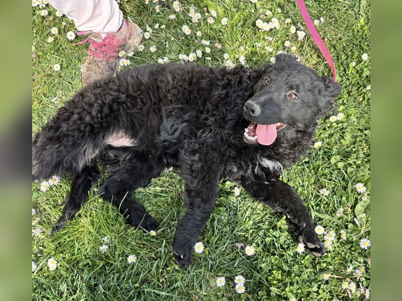 Anora ein freundliches Welpenmädchen