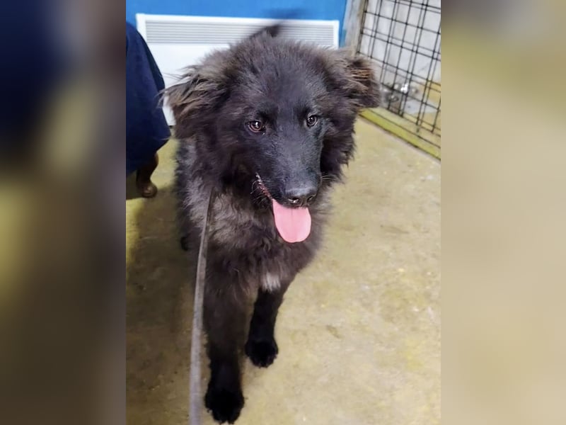 Van ein gutmütiger lieber Hundebub