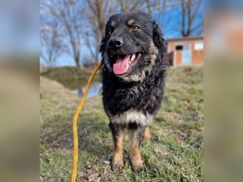Laloo ein wunderschöner Lockenkopf