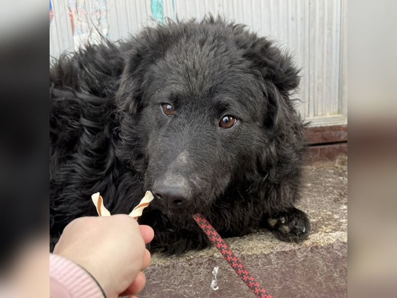 Forest ein sanfter Rüde