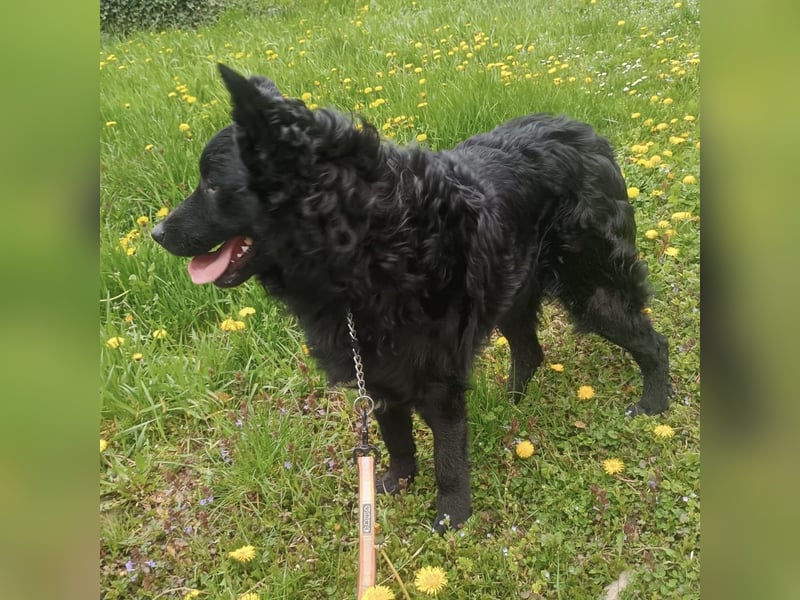 Teddy wartet auf seine Menschen