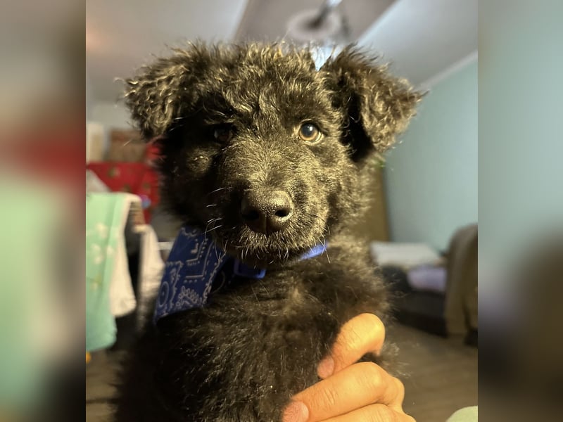 Bore ein kleiner verspielter Welpe