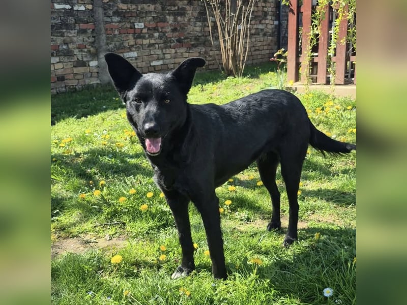 Dona eine zarte Seele