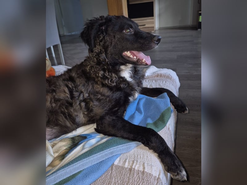 Toni ein sehr intelligenter Bub