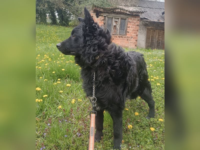 Teddy wartet auf seine Menschen