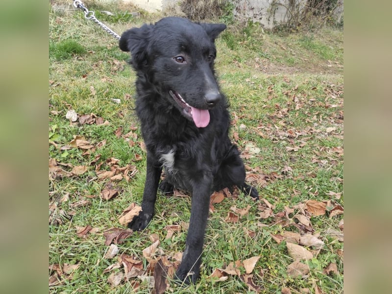 Teddy ein schwarzer Kroate