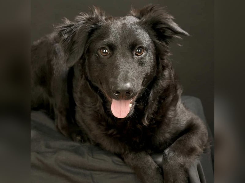 Nero ein Traumhund mit Traumwesen Nero ein Traumhund mit Traumwesen