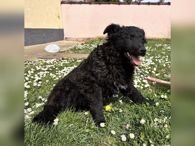 Anora ein freundliches Welpenmädchen