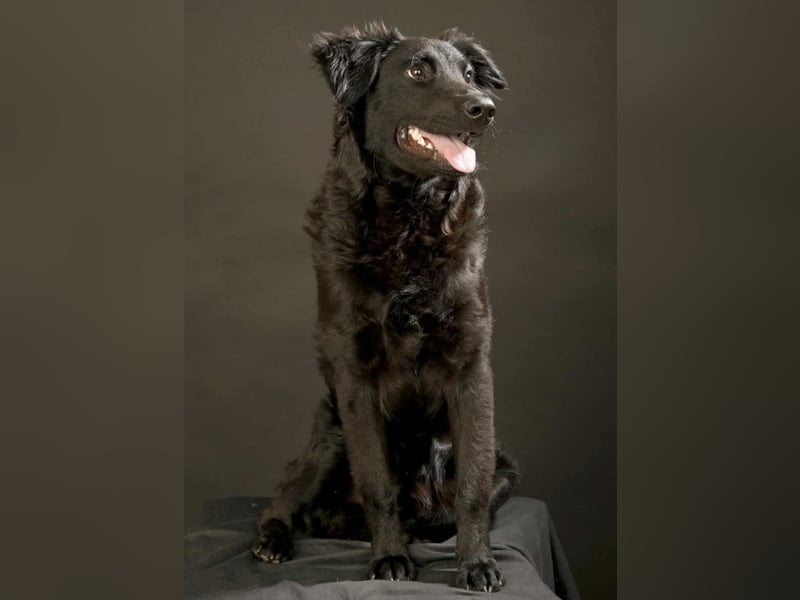 Nero ein Traumhund mit Traumwesen Nero ein Traumhund mit Traumwesen