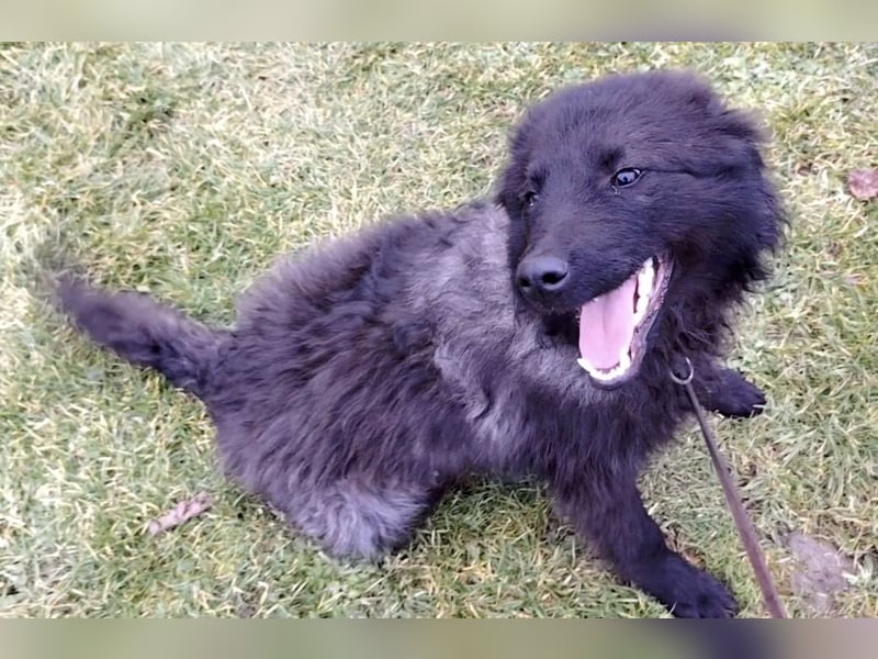 Van ein gutmütiger lieber Hundebub