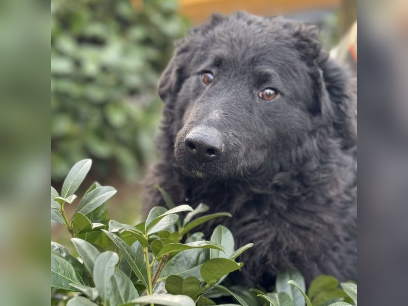 Forest ein sanfter Rüde