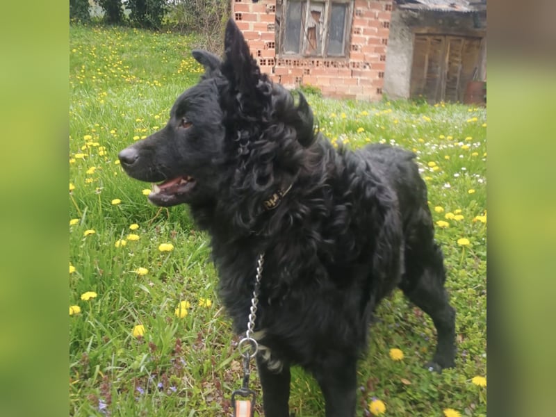 Teddy wartet auf seine Menschen