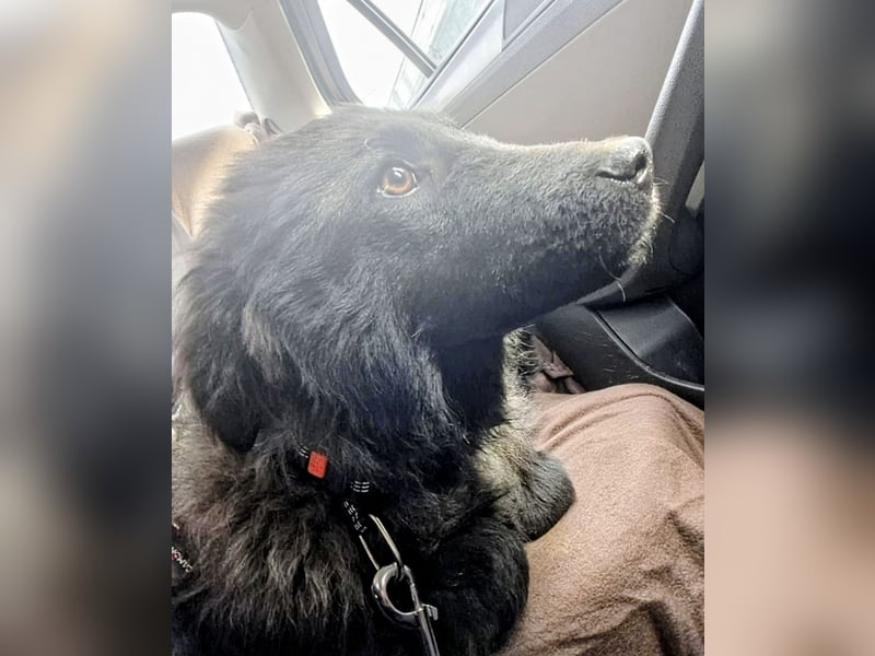 Van ein gutmütiger lieber Hundebub