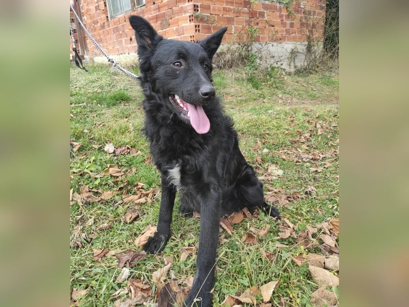 Teddy ein schwarzer Kroate