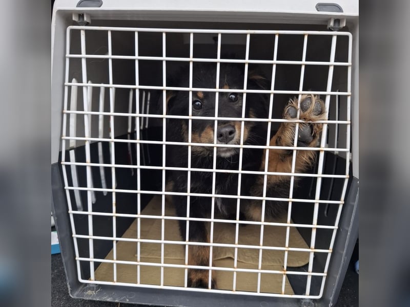 Lori ein absoluter Schatz