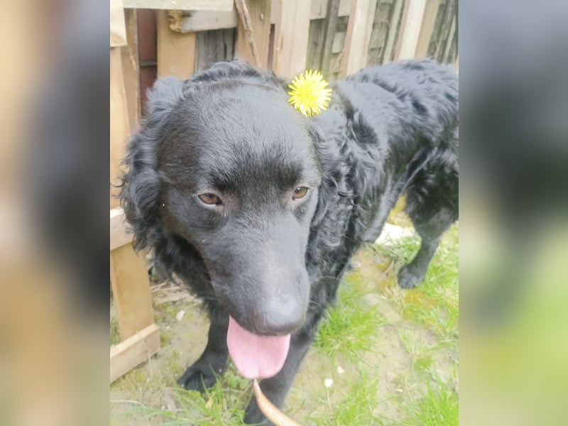 Teddy wartet auf seine Menschen