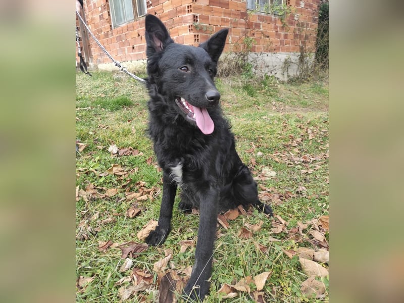 Teddy ein schwarzer Kroate