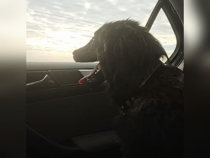 Van ein gutmütiger lieber Hundebub