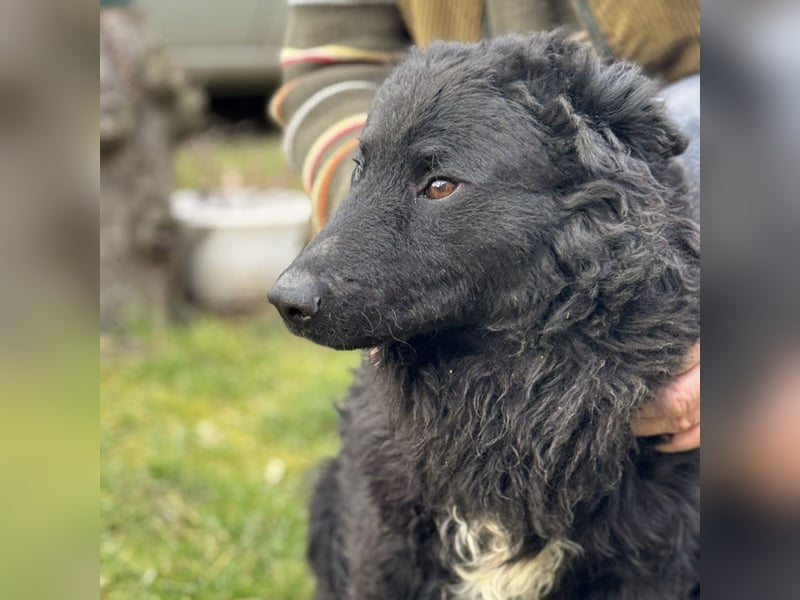 Forest ein sanfter Rüde