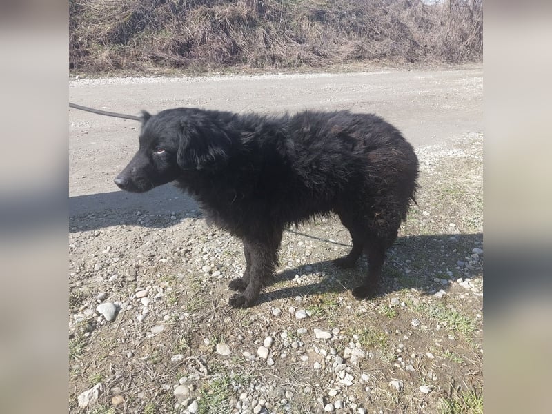 Miko braucht Sicherheit, Liebe und Geborgenheit