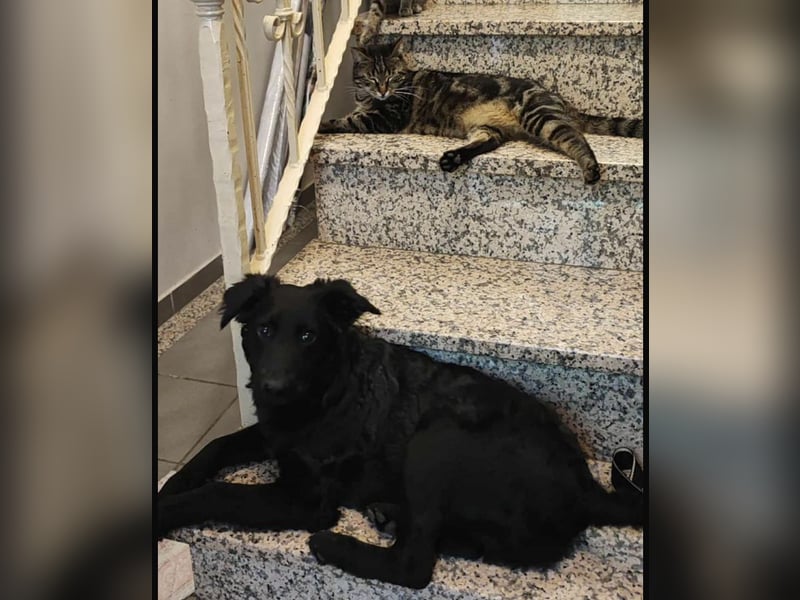 Nero ein Traumhund mit Traumwesen Nero ein Traumhund mit Traumwesen