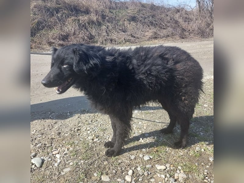 Miko braucht Sicherheit, Liebe und Geborgenheit