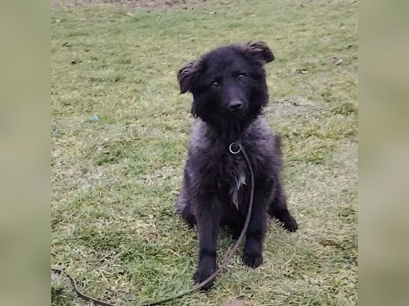 Van ein gutmütiger lieber Hundebub