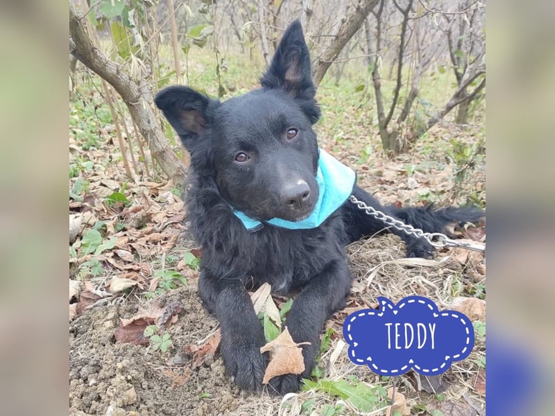 Teddy ein schwarzer Kroate