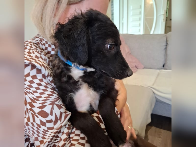 Toni ein sehr intelligenter Bub