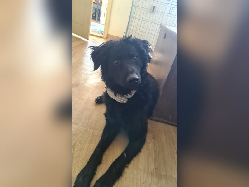 lebensfroher Monty
