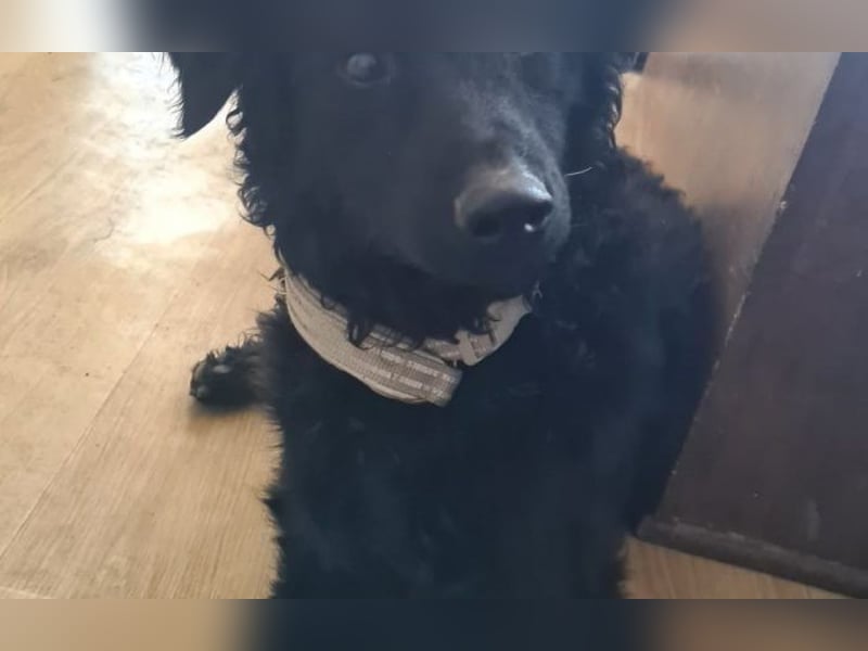 lebensfroher Monty