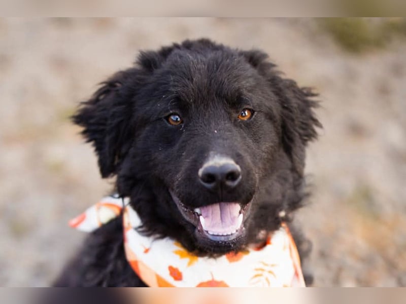 Kroat.Schäfi-Mix RUBIN❤️wer schenkt diesem Musterschüler ein Zuhause?