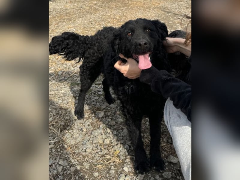 Missy ❤️ lebhafte, so treue Mix-Dame!